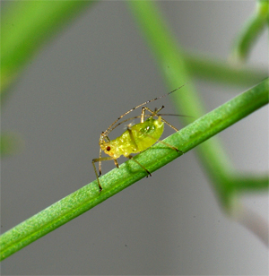 Makro/Naturbilder